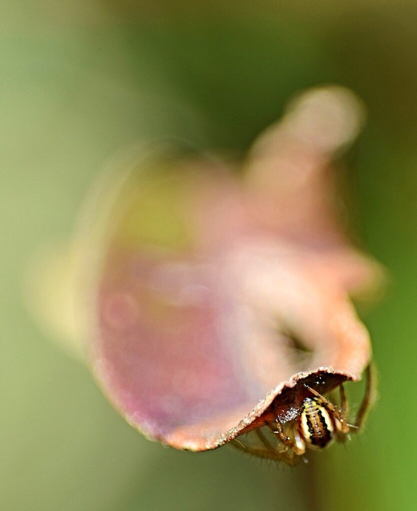Mindfullness