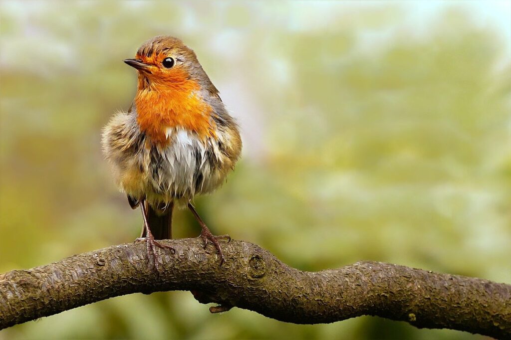 Vrije vogel