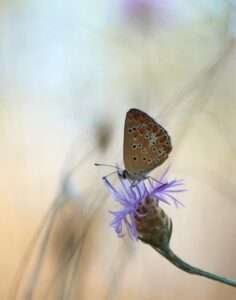 Feedback Praktijk Weij