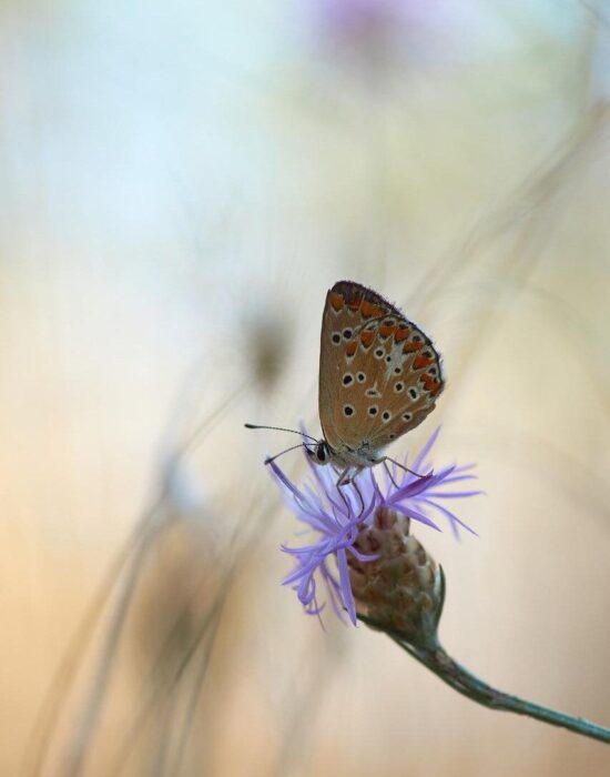 Feedback Praktijk Weij