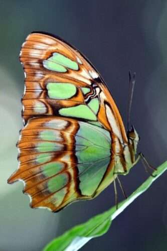 Praktijk Weij feedback