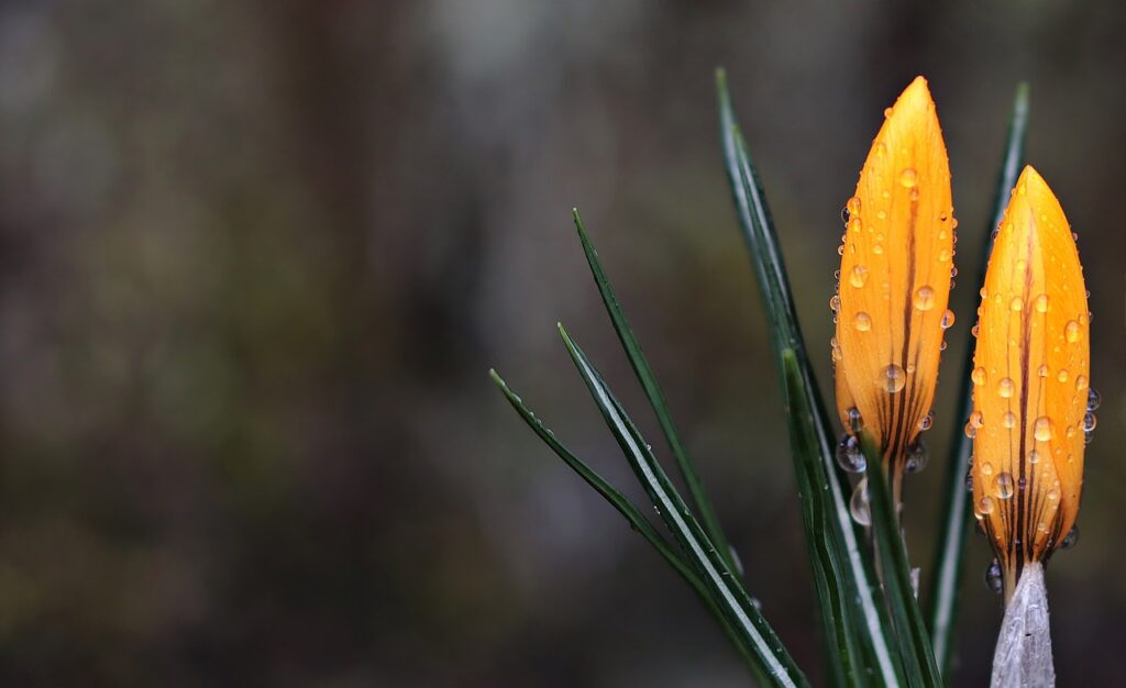 crocus-2145539_1280 Kom tot rust