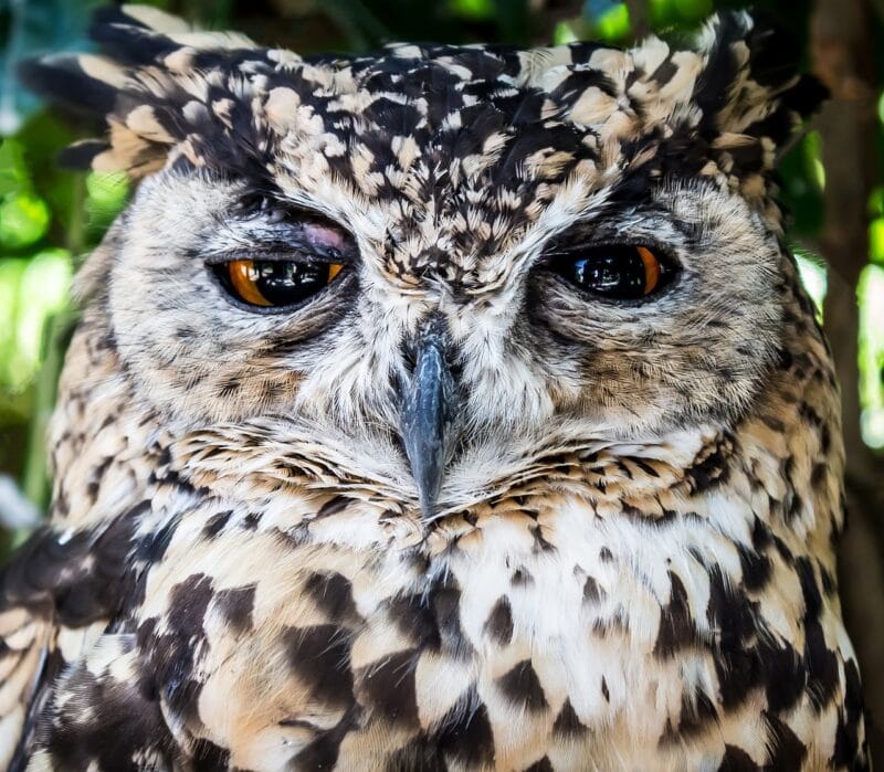 Therapie met hypnose